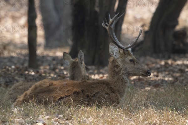 Sambar (Cervus unicolor), roe deer, horse deer, noble deer, resting in the shade, Kanha National Park, Tiger Reserve, Jabalpur, Madhya Pradesh, India, Asia