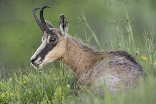 Chamois (Rupicapra rupicapra) lying, resting in fresh green grass of an alpine meadow in Berchtesgardener Land, summer meadow in the Alps, Alpine Chamois (Rupicapra rupicapra) lying in fresh green grass of an alpine meadow, ruminating, resting over day, wildlife