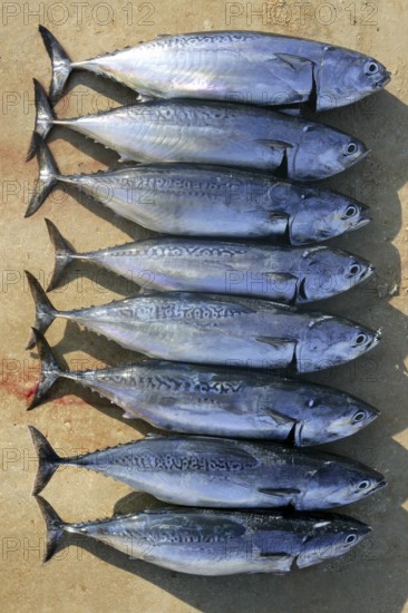 Auxis thazard fish in a row frigate tuna sport fishing catch