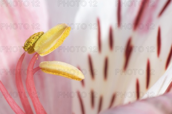 Macro shot flower blossom