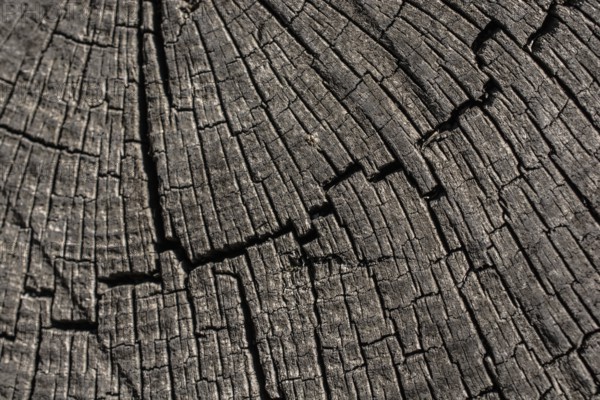 Old Weathered cracked tree stump texture background with the cross section