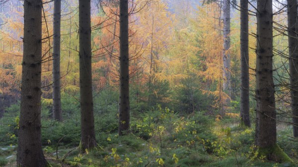 Panorama of larch trees with fall colors with mist in the morning near Biberach