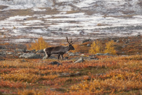 Reindeer in Lapland, northern Sweden at Abisko National Park. Autumnal atmosphere with snow-covered mountain peaks