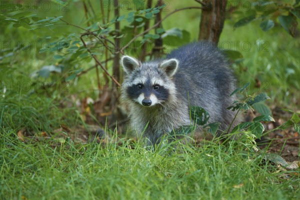 Raccoon (Procyon lotor), in meadow in forest, Hesse, Germany, Europe