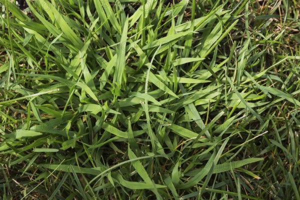 Close-up of Digitaria ciliaris, Crabgrass growing in distressed Poa pratensis, Kentucky Bluegrass lawn in summer, Quebec, Canada, North America