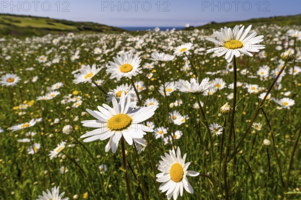 Meadow with flowering daisies (Leucanthemum) . Zennor, Cornwall, England, Great Britain