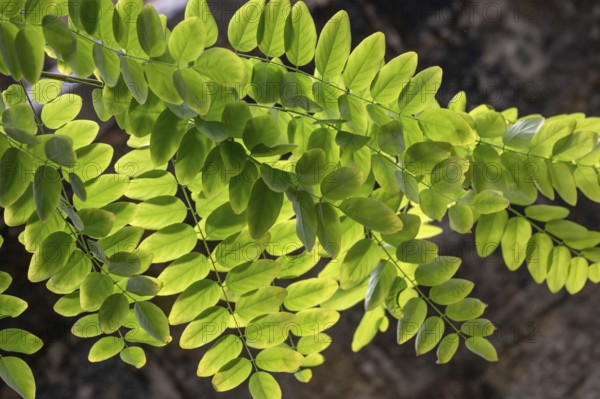 Leaves of a common acacia (Robinia pseudoacacia) backlit, Bavaria, Germany, Europe