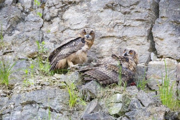 Eurasian Eagle-owl (Bubo bubo) young birds in the rock face crested beaten bird of prey Germany