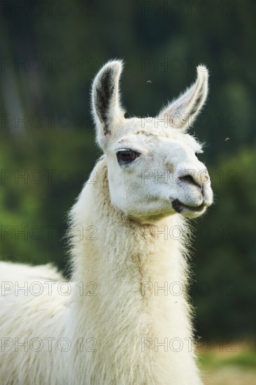 Llama (Lama glama), portrait, Tirol, Kitzbühel, Wildpark Aurach, Austria, Europe