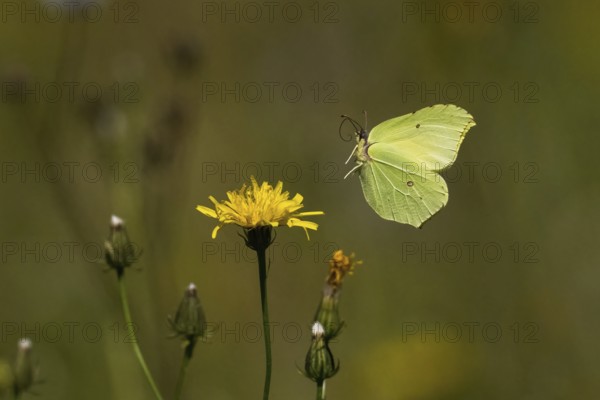 A brimstone (Gonepteryx rhamni) approaching the flower of rough hawksbeard (Crepis biennis), Hesse, Germany, Europe
