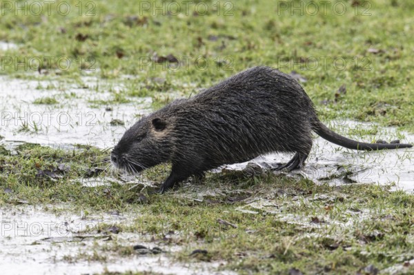Nutria (Myocastor coypus), Emsland, Lower Saxony, Germany, Europe