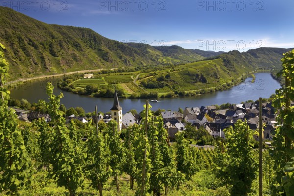 Moselle loop with vineyards and Saint Laurentius Church from the Bremmer Calmont via ferrata, Bremm, Rhineland-Palatinate, Germany, Europe