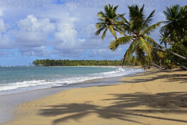 A tropical beach with palm trees, fine sand and clear blue skies, Limon beach, El Limón, El Seibo, Dominican Republic, Hispaniola, Caribbean, America, Central America