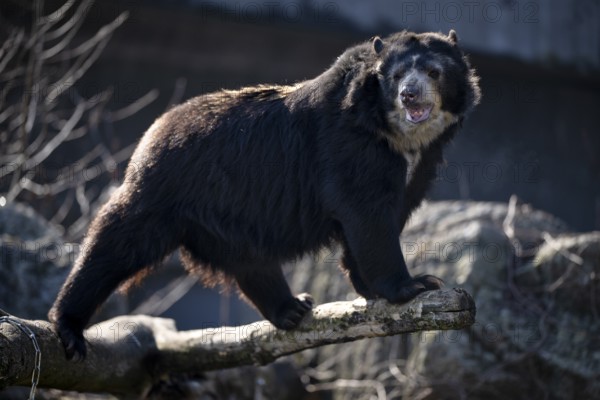 Spectacled bear (Tremarctos ornatus) or Andean bear, captive, GermanyGermany