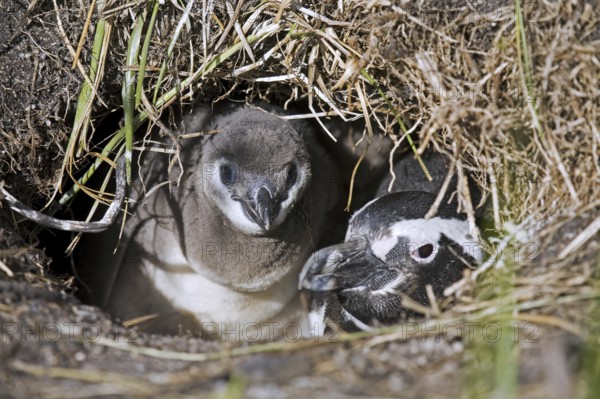 Magellanic Penguin (Spheniscus magellanicus) with chick in burrow, Isla Yecapasela at Estancia Harberton, Ushuaia, Argentina, South America