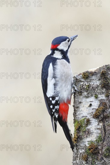 Great spotted woodpecker (Dendrocopos major) male foraging on the trunk of a grey birch (Betula populifolia), showing the red neck, Animals, Birds, Woodpeckers, Wilnsdorf, North Rhine-Westphalia, Germany, Europe