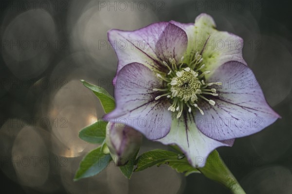 Lenzrose (Helleborus orientalis Hybride Picotee), Emsland, Lower Saxony, Germany, Europe