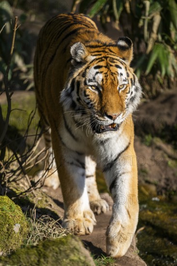 Siberian tiger (Panthera tigris tigris) walking in a forest, captive, incidence in Russia and Northeast China