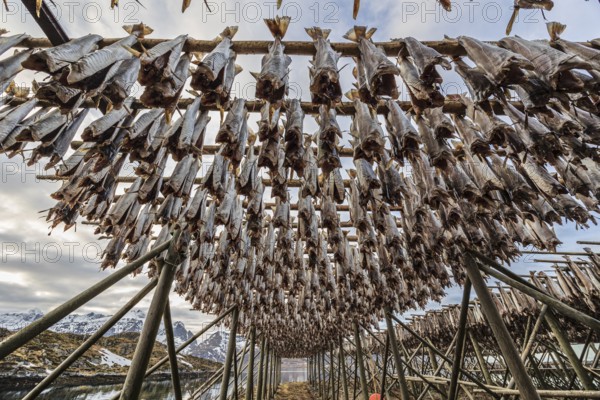 Dried fish, skrei, traditional fishing, winter, Moskenesoya, Lofoten, Norway, Europe