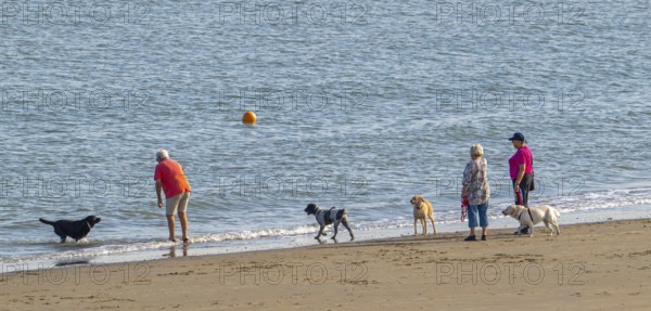 Group of elderly dog owners walking along the coast with their unleashed dogs on sandy beach in summer