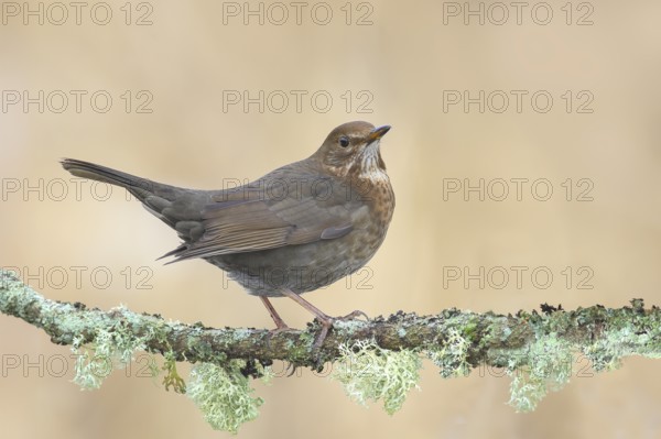 Blackbird (Turdus merula), female, sitting on a lichen-covered branch, wildlife, winter, animals, birds, songbird, Siegerland, North Rhine-Westphalia, Germany, Europe