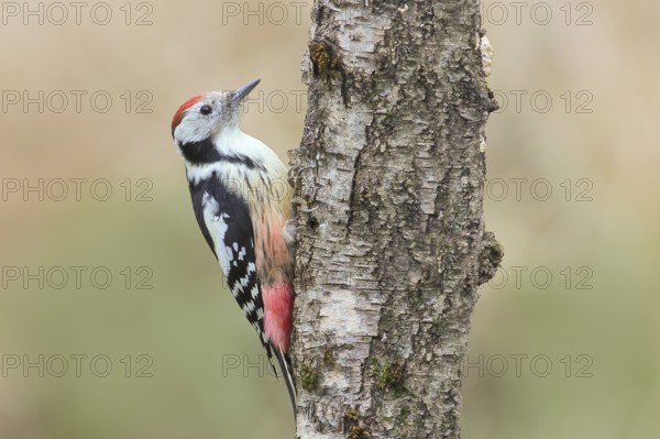Middle spotted woodpecker (Dendrocopos medius), on a birch tree, wildlife, woodpeckers, nature photography, autumn, Neunkirchen, Siegerland, North Rhine-Westphalia, Germany, Europe