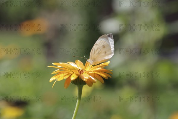 Small white (Pieris rapae), butterfly, macro, marigold, nectar, The Small white sucks nectar from the flower of a marigold