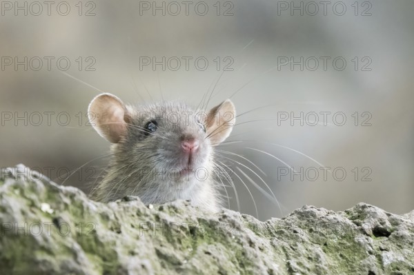 A juvenile Norway rat (Rattus norvegicus) gazing curiously over a stone edge with clearly recognisable whiskers and ears, Hesse, Germany, Europe