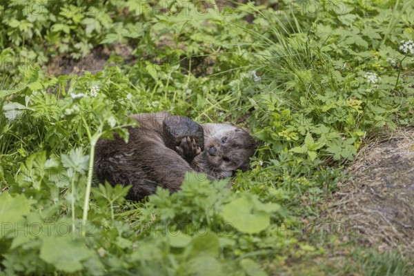 One Eurasian otter (Lutra lutra), playing with a stone in green vegetation on a bright sunny day