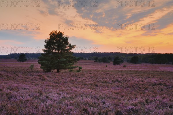 Blooming heathland at Wilseder Berg in the Lüneburg Heath nature park Park at sunset, Lower Saxony, Germany, Europe