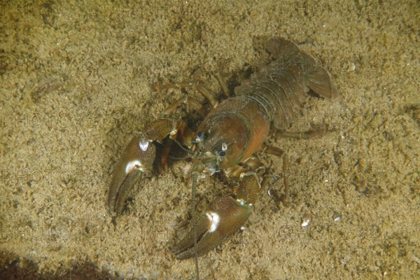 Signal crayfish (Pacifastacus leniusculus), American crayfish, invasive species, on sandy bottom, Terlinden dive site, Küsnacht, Lake Zurich, Canton Zurich, Switzerland, Europe