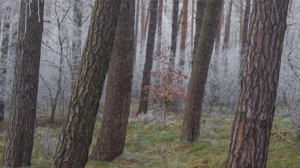 View of a small oak tree frozen with hoarfrost in a spruce forest, landscape photo, nature photo, flora, fauna, landscape format, trees, grasses, forest area, winter, snow, ice, frost, cold, season, cosy, Neustadt am Rübenberge, Hanover region, Lower Saxony, Germany, Europe