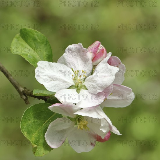 Apple blossoms (Malus), white open blossoms, close-up, Wilnsdorf, Nordrhein. Westphalia, Germany, Europe