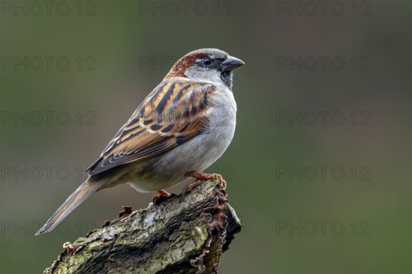 House sparrow (Passer domesticus) adult male perched on tree stump in early winter