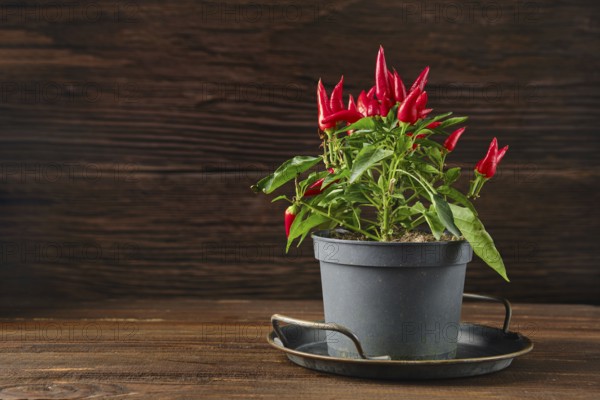 A lively chili pepper plant with bright red fruits is situated in a black pot on a dark wooden table. The green leaves contrast beautifully against the warm tones of the rustic backdrop.