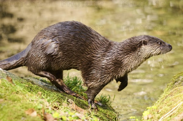 Eurasian otter (Lutra lutra) running over rocks in the bavarian forest, Bavaria, Germany, Europe