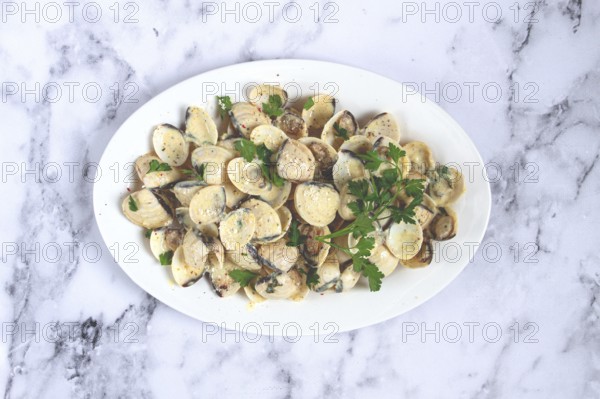 Vongole clams, in cream sauce, on a white plate, homemade, top view, no people