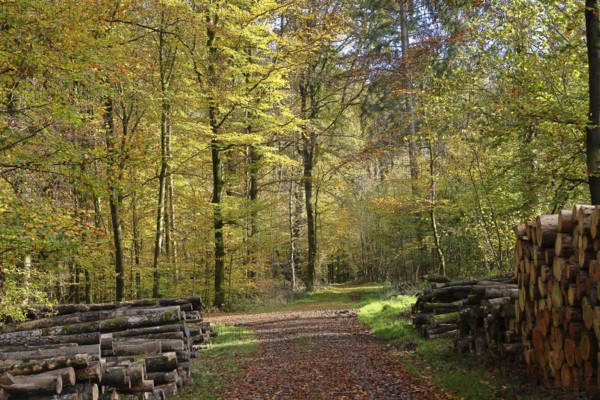 Forest path with wood pile on the side through an autumn-coloured forest, autumn, Westerwald, Rhineland-Palatinate, Germany, Europe
