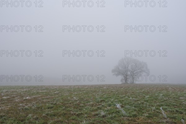 Foggy landscape with three trees and in the foreground frozen grasses in a meadow, landscape photo, nature photo, flora, fauna, landscape format, fog, trees, grasses, winter, snow, ice, frost, cold, season, cosy, Neustadt am Rübenberge, Hanover region, Lower Saxony, Germany, Europe