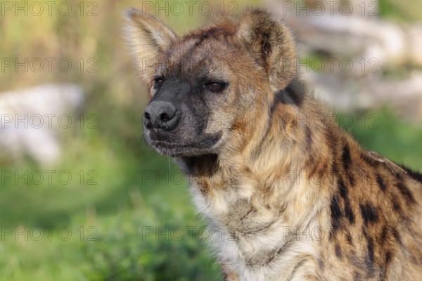 Portrait of a Spotted Hyena (Crocuta crocuta), or Laughing Hyena in beautiful light