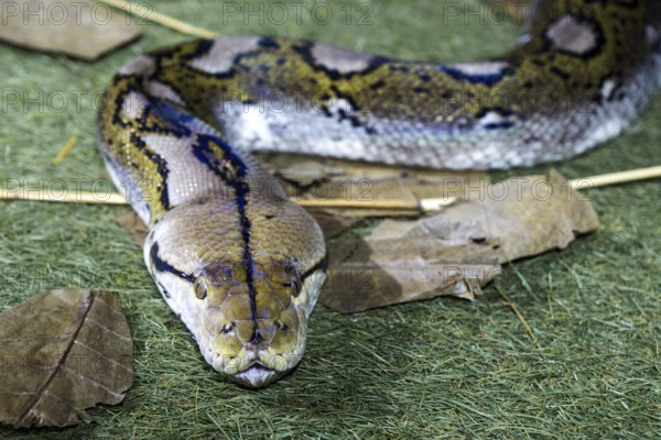 Reticulated python (Malayopython reticulatus), captive, Germany, Europe