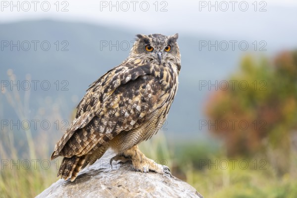 Eurasian eagle-owl (Bubo bubo), captive, sitting on a rock with autumn colors, Pyrenees, Catalonia, Spain, Europe