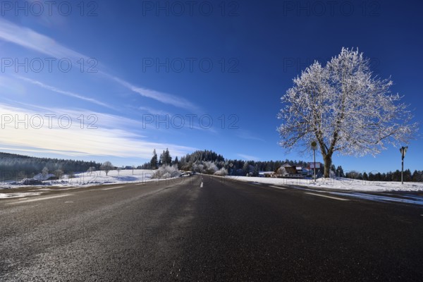 Federal road B500, winter landscape, free-standing snow-covered tree, deep blue sky with veil clouds, frog perspective, Titisee-Neustadt, Black Forest, Breisgau-Hochschwarzwald district, Baden-Württemberg, Germany, Europe