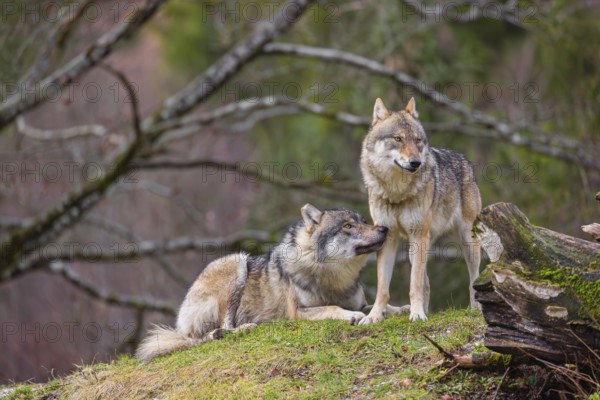 Two eurasian gray wolves (Canis lupus lupus), the alpha couple, stand on top of a small hill. He sniffes on her