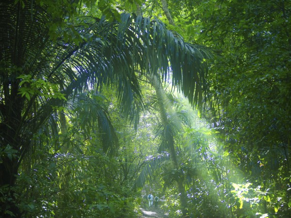 Jungle, light and haze, hiker, Tangoko National Park, Sulawesi, Indonesia, Asia