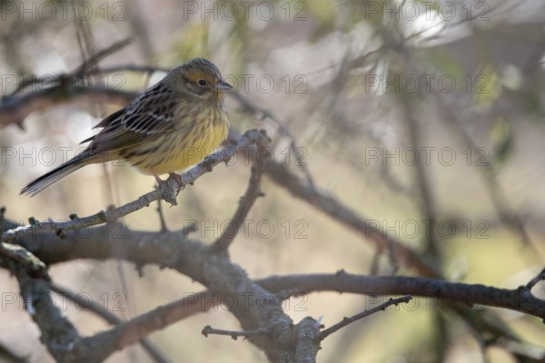 Yellowhammer (Emberiza citrinella) with yellow plumage on a branch in a light-coloured natural environment, Magdeburg, Saxony-Anhalt, Germany, Europe