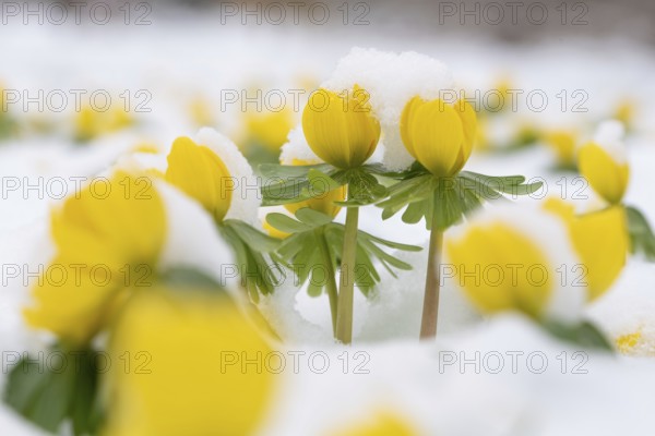 Yellow winter aconites fight their way through the freshly fallen snow, a sign of spring, Magdeburg, Saxony-Anhalt, Germany, Europe