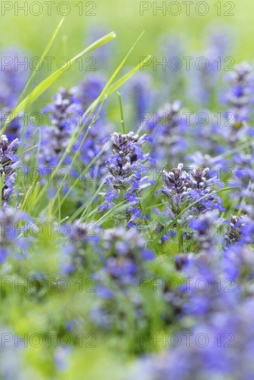 Common selfheal (Prunella vulgaris) in a green spring meadow, Ternitz, Lower Austria, Austria, Europe