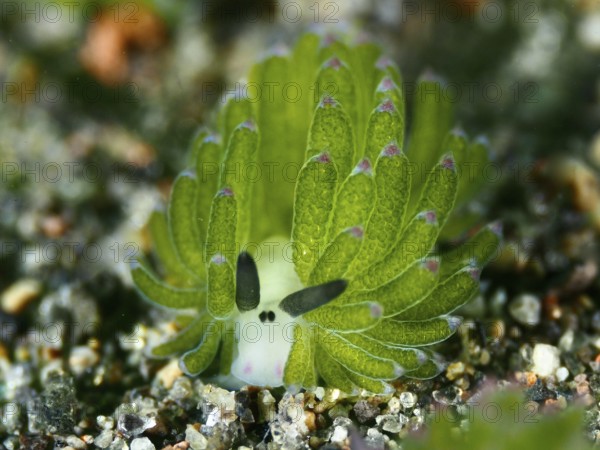 Small green snail, leaf sheep snail (Costasiella kuroshimae), on sandy soil. The snail is also known as Shaun the Sheep. Sea snail with kleptoplastids. The chloroplasts taken up by the green alga Avrainvillea lacerata and stored in its own body are clearly visible. Body length approx. 3 mm. Dive site Puri Jati, Umeanyar, Bali, Indonesia, Asia