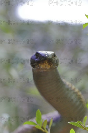 Cobra (Naja naja), erect, view into the camera, animal portrait, occurrence in Africa, captive, Terrazoo, North Rhine-Westphalia, Germany, Europe